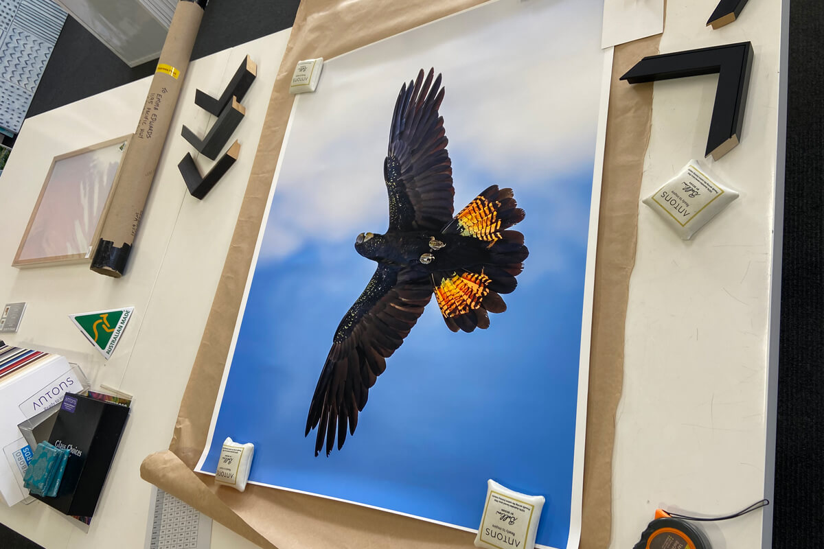 Framing design for black bird