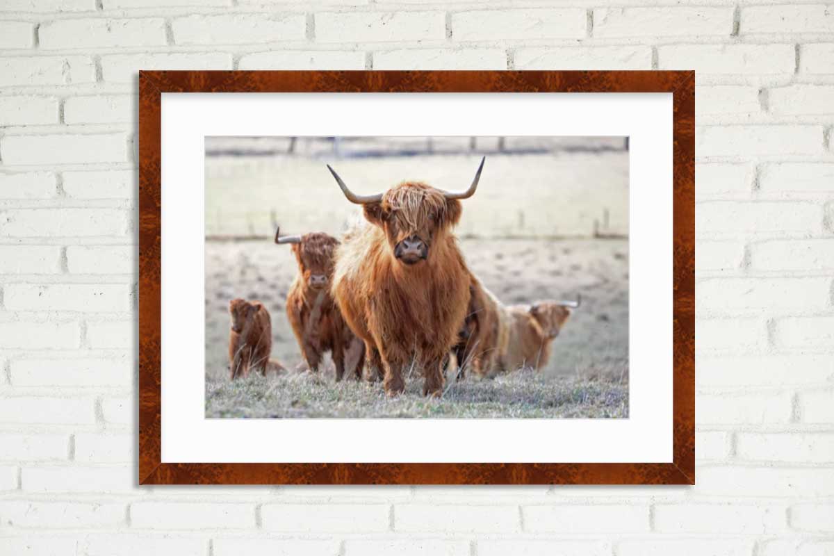 curious highland cows photo by jennie payne